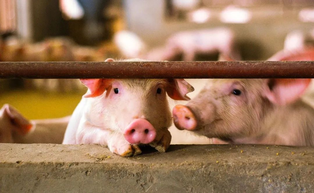 今年生猪产能去化方向如何？
